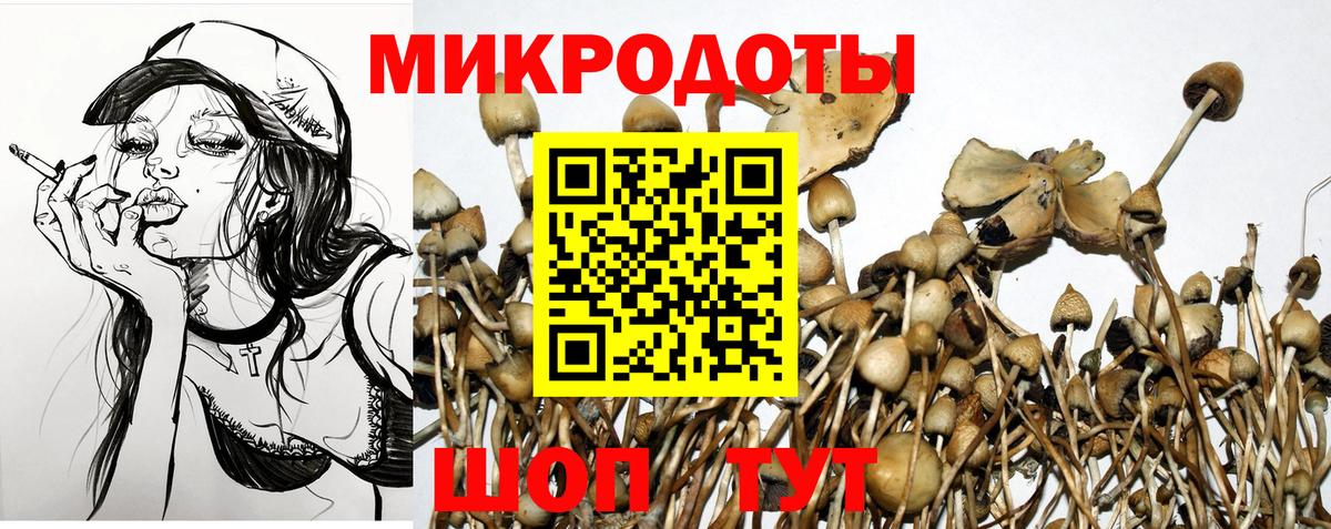 Псилоцибиновые грибы Cubensis Лесозаводск